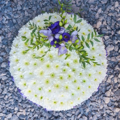 Chrysanthemum Massed Lilac Posy Pad