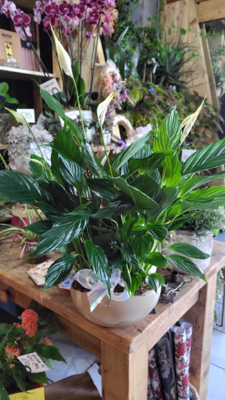 Peace Lily Planet made by local florist in Croydon available for same day delivery in CR
