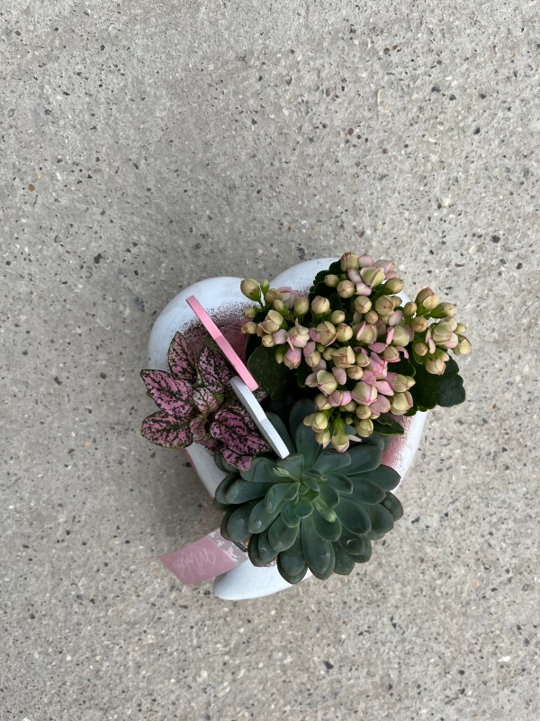 Such a cute and long lasting gift made of planted kalanchoe and succulents in heart shaped ceramic planter.  25cm wide By florist in Croydon 