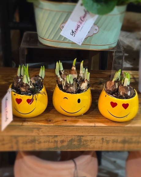 Spring plants trio by Croydon Blooms