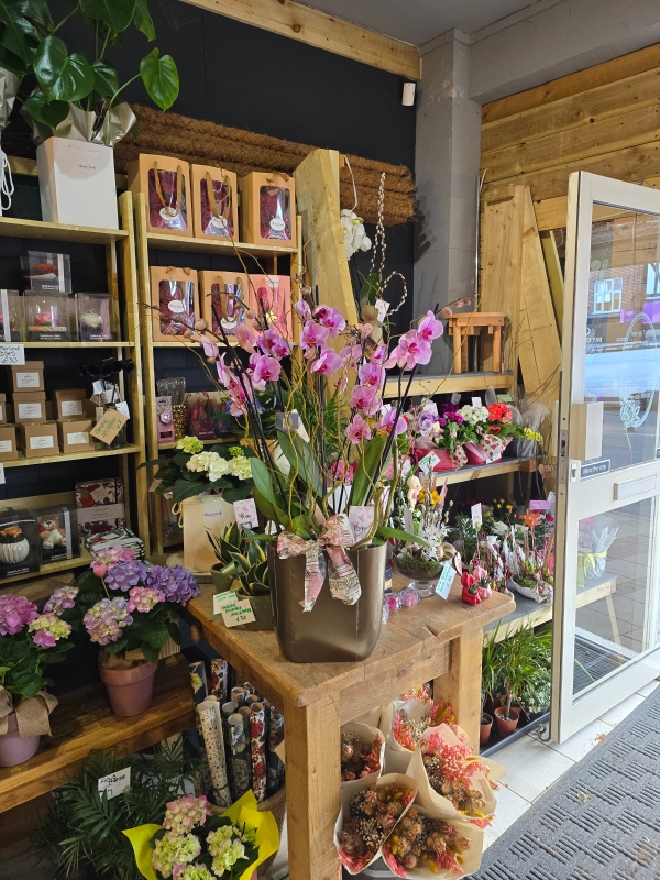 Mother's Day Phanelopsis orchids planter by Croydon Blooms