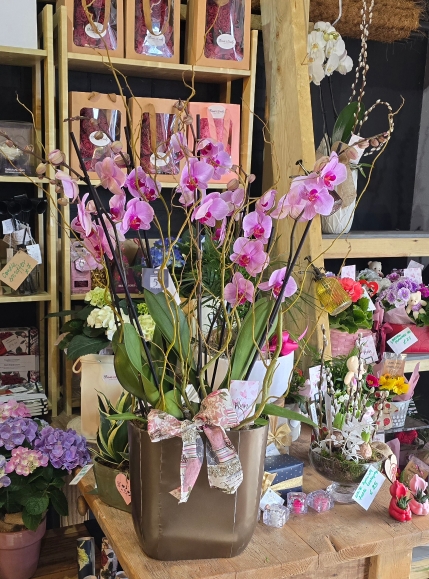 Mother's Day Phanelopsis orchids planter by Croydon Blooms