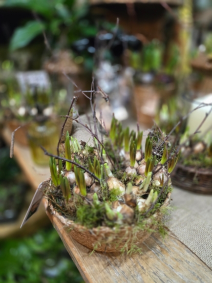 Spring bulbs gift for delivery in Croydon, South Norwood, Norwood Junction, Shirley, West Wickham in Surrey