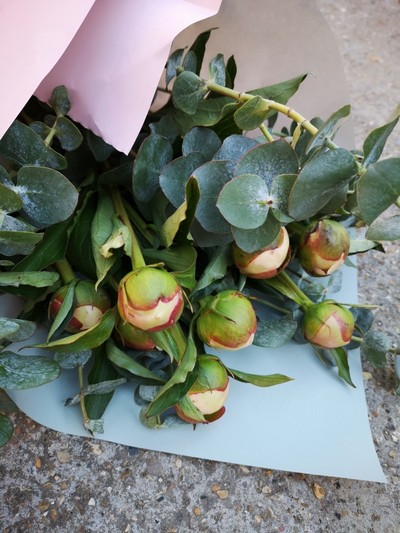 pink peonies wrap with eucalyptus wrapped in eco paper from Croydon florist