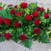 Red Rose Coffin Spray