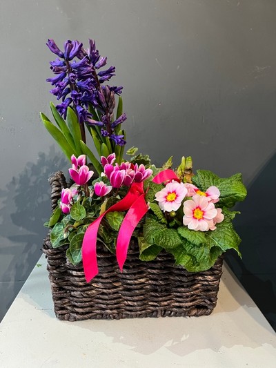 Selection of spring bulbs in lovely wicker basket, please notice plants colours and types might vary, please give us a call directly to check availability of the plants. By florist in Croydon for same day delivery in CR0 CR2 CR5 CR7 CR8 SE25 SE16 BR4 CR00 CR9 East Croydon, West Croydon 
