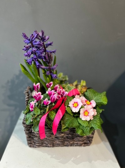 Selection of spring bulbs in lovely wicker basket, please notice plants colours and types might vary, please give us a call directly to check availability of the plants. By florist in Croydon for same day delivery in CR0 CR2 CR5 CR7 CR8 SE25 SE16 BR4 CR00 CR9 East Croydon, West Croydon 