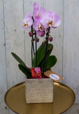 Orchid plant in stone pot fro delivery in Croydon ,CR, Surrey, UK