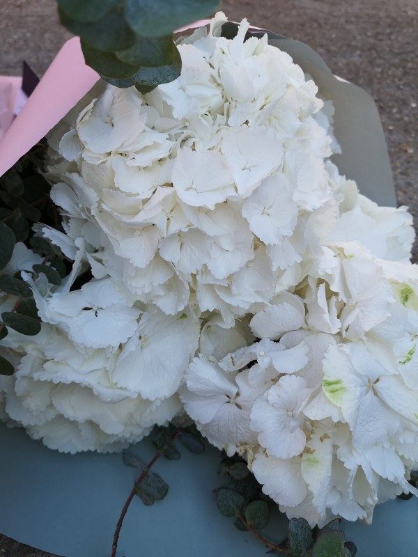 white hydrangea flowers with eucalyptus wrapped in eco paper from Croydon Florist