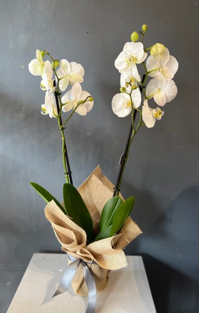 80cm tall double stems phanelopsis orchid in ceramic gold pot. By florist in Croydon 