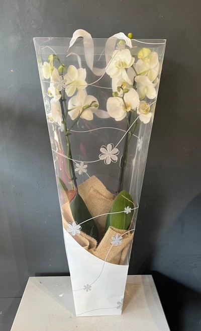 80cm tall double stems phanelopsis orchid in ceramic gold pot. By florist in Croydon 