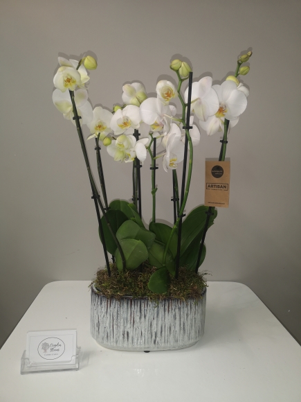 white orchids planter by Croydon florist perfect for sending Sympathy 