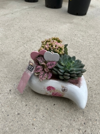 Such a cute and long lasting gift made of planted kalanchoe and succulents in heart shaped ceramic planter.  25cm wide By florist in Croydon 
