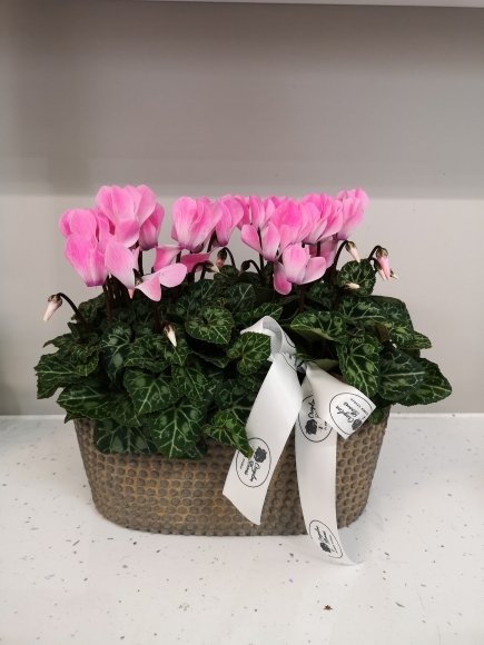 Double Cyclamen indoor planter by local florist in Croydon, South London