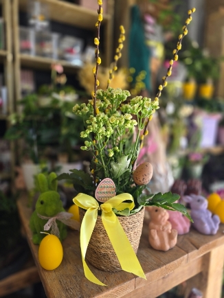 Kalanchoe Easter planter gift