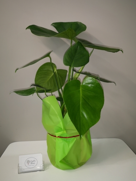Monstrea Plant 60cm