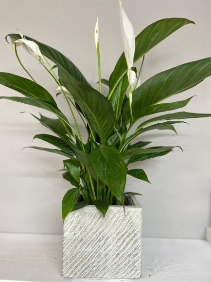 Peace lily plant available for same day delivery in Croydon, Surrey, UK