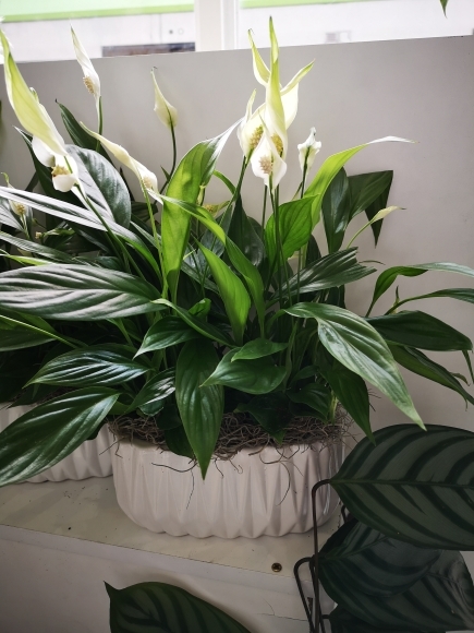 Peace Lily Planet made by local florist in Croydon available for same day delivery in CR