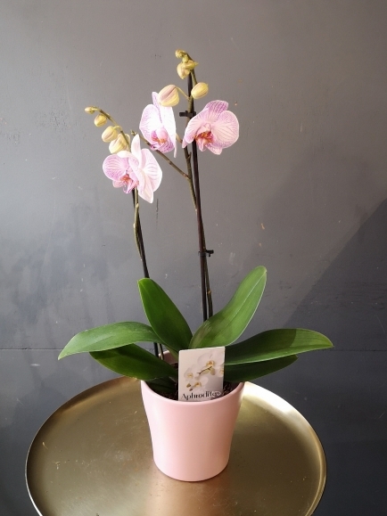 Pink Orchid in ceramic pot