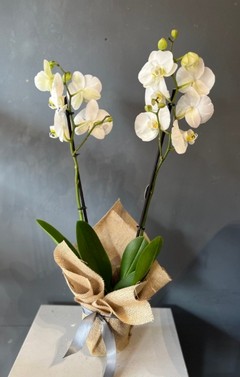 80cm tall double stems phanelopsis orchid in ceramic gold pot. By florist in Croydon 