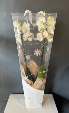 80cm tall double stems phanelopsis orchid in ceramic gold pot. By florist in Croydon 