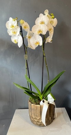 80cm tall double stems phanelopsis orchid in ceramic gold pot. By florist in Croydon 